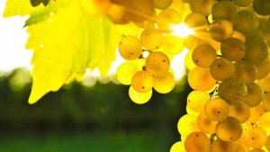 Chardonnay