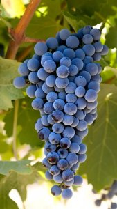 cabernet franc