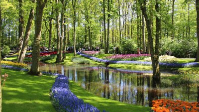 Csúcson a tulipánszezon Hollandiában