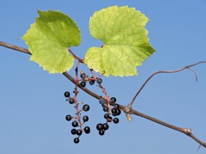 Vitis Sylvestris - vadszőlő