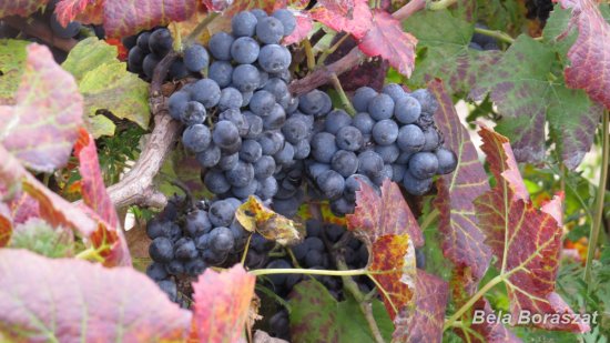 Béla Borászat Imrehegy - Késői szüretelésű Pinot Noir 2017