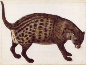 civet pálmafa macska