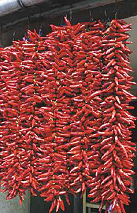 A szegedi paprika 